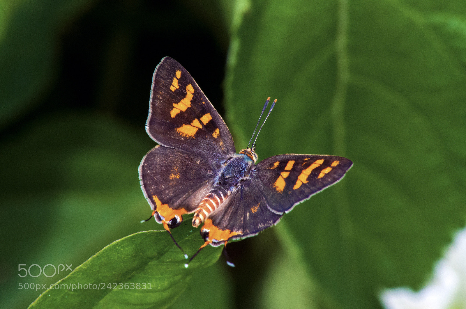 Nikon D90 sample photo. Plumbeous silverline photography