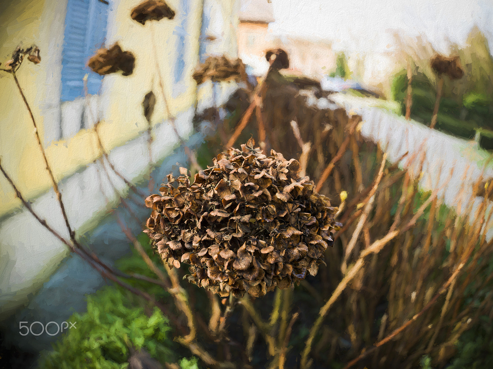 Hasselblad H3D sample photo. Ortensia , hydrangea  in winter photography