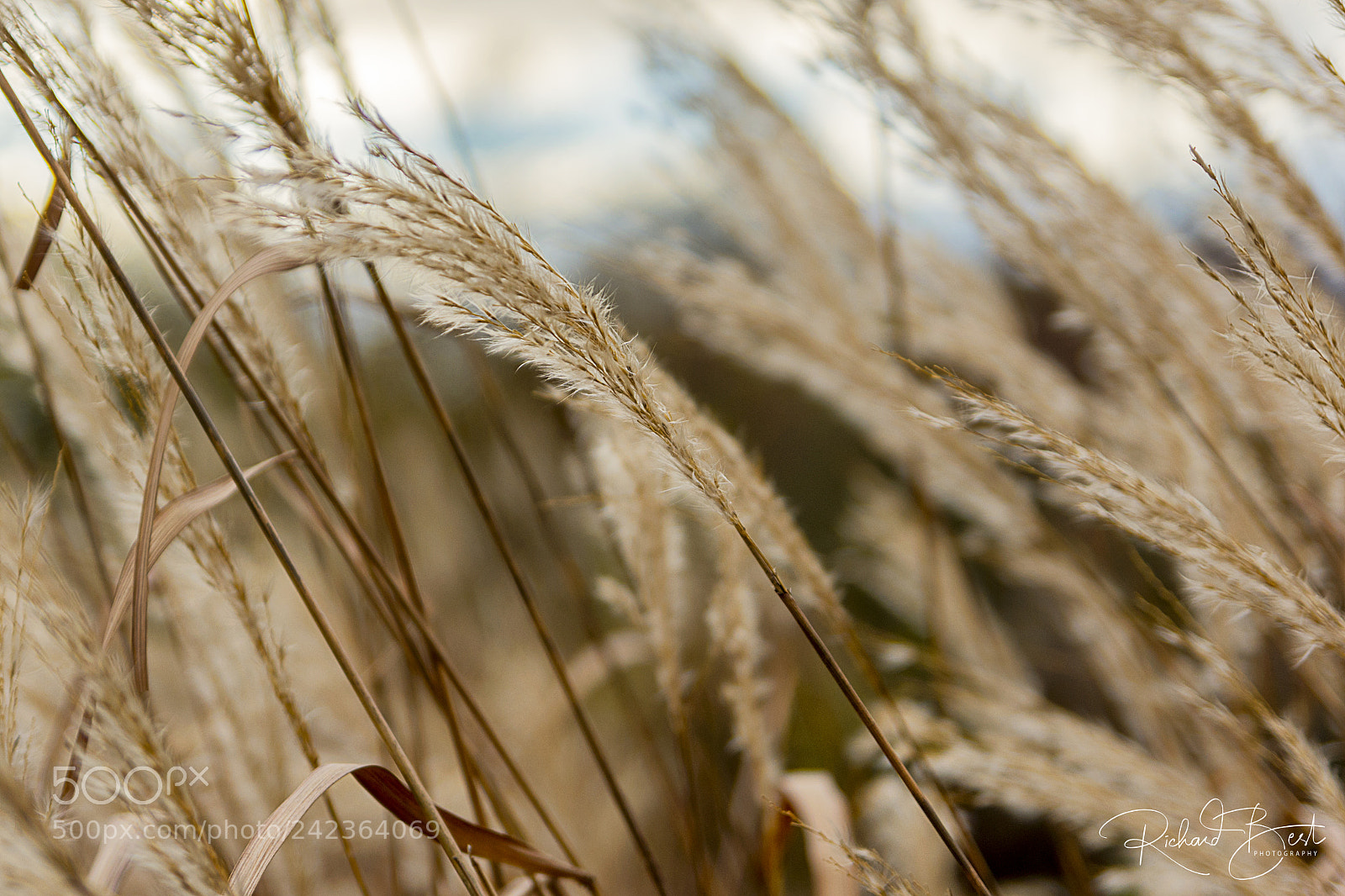 Nikon D7200 sample photo. The long grass photography