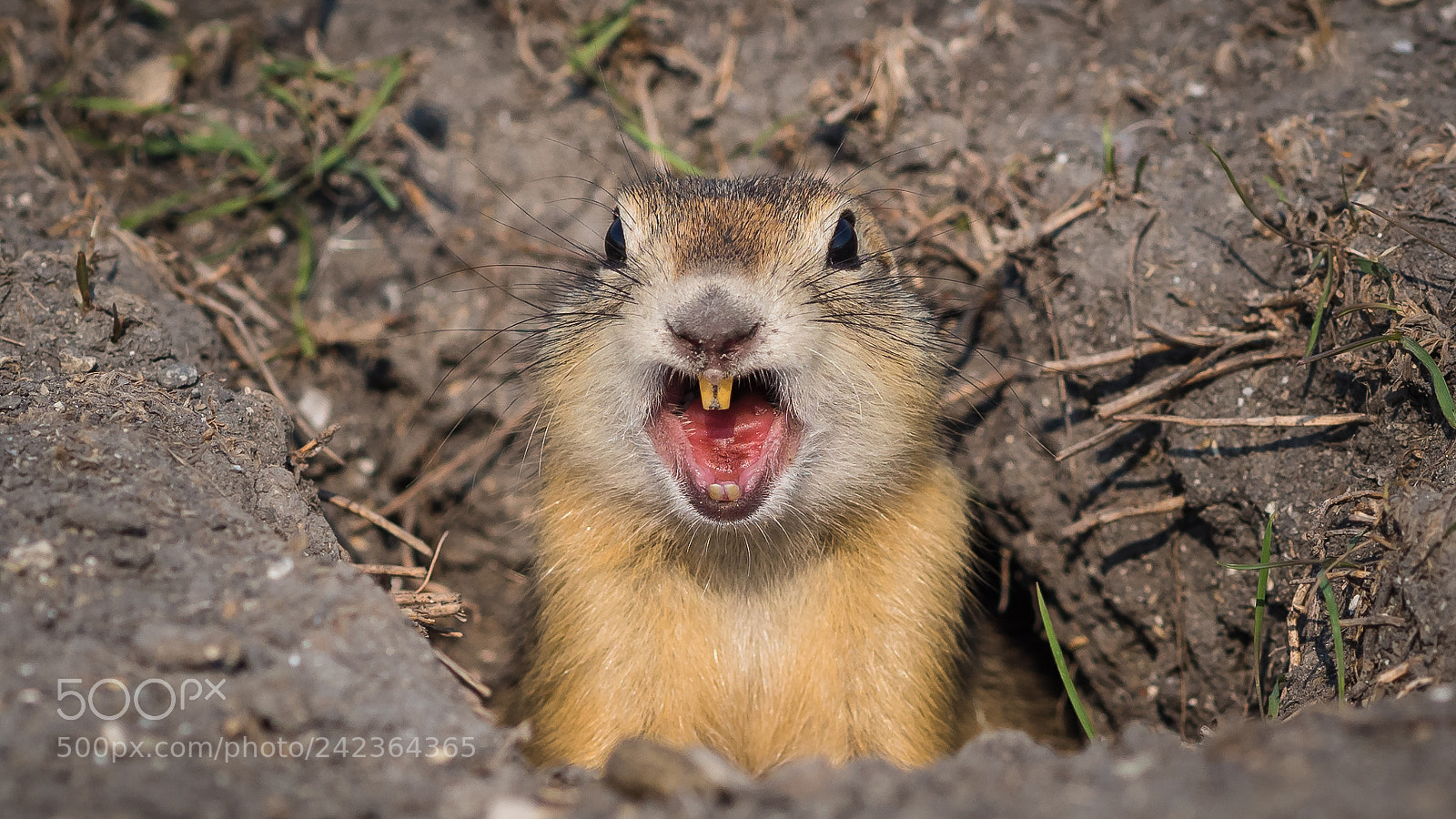 Olympus OM-D E-M5 sample photo. Angry ground squirrel photography