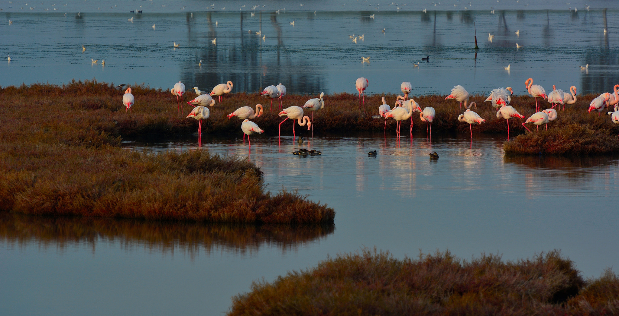 Nikon D7100 sample photo. Flamingo photography