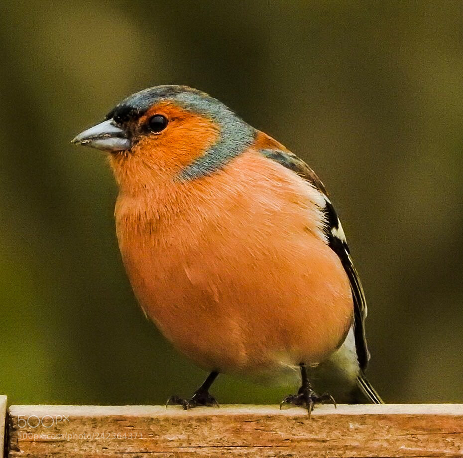 Nikon Coolpix P610 sample photo. Chaffinch photography