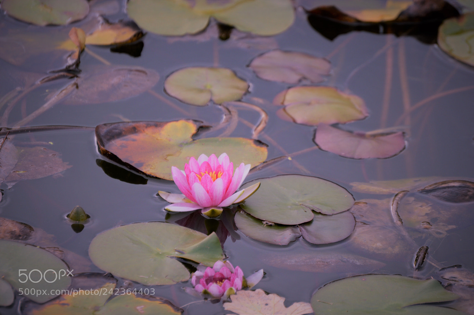 Nikon D3200 sample photo. Dsc photography