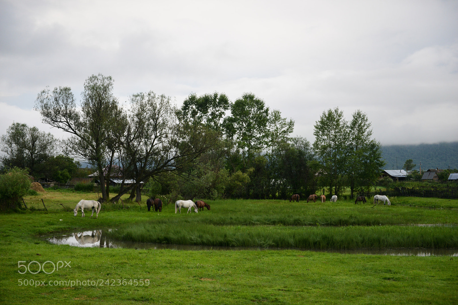 Nikon D800E sample photo. Altai photography
