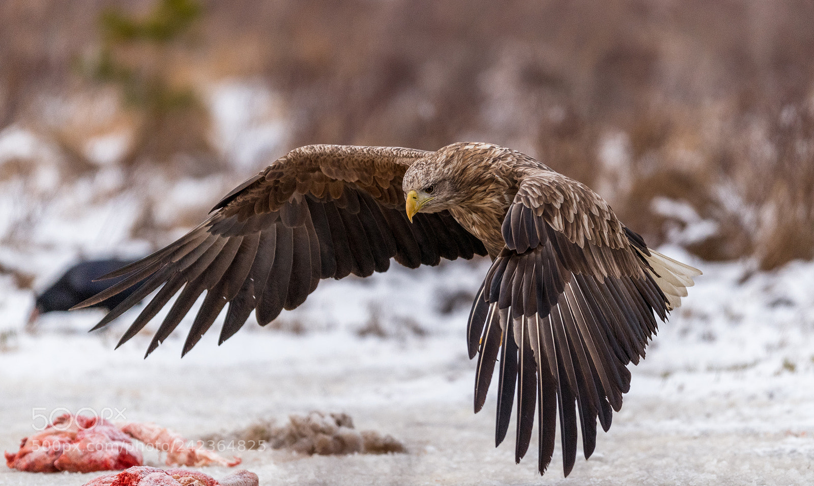 Nikon D5 sample photo. Eagle photography
