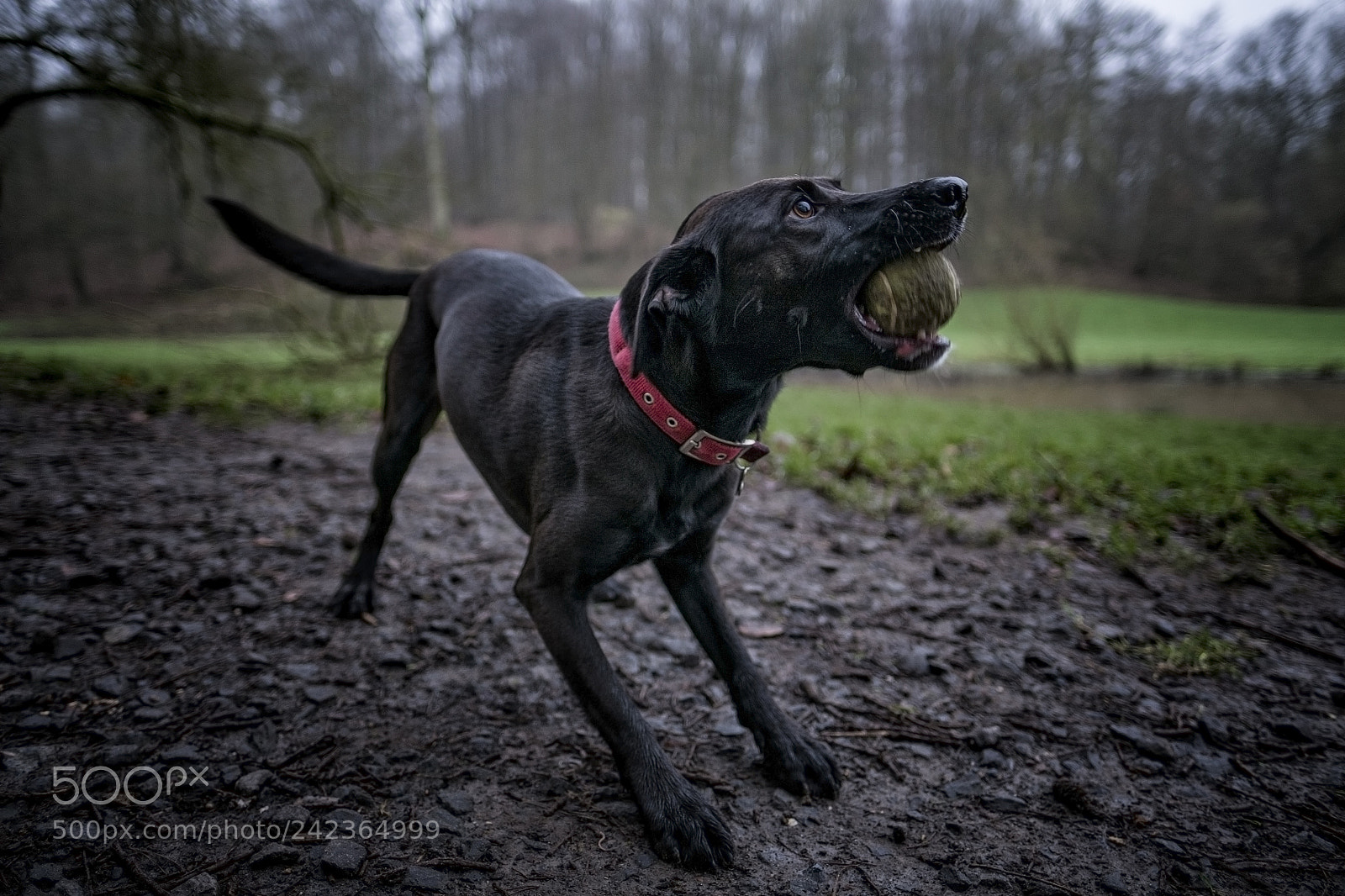 Fujifilm X-Pro1 sample photo. Black and ball photography