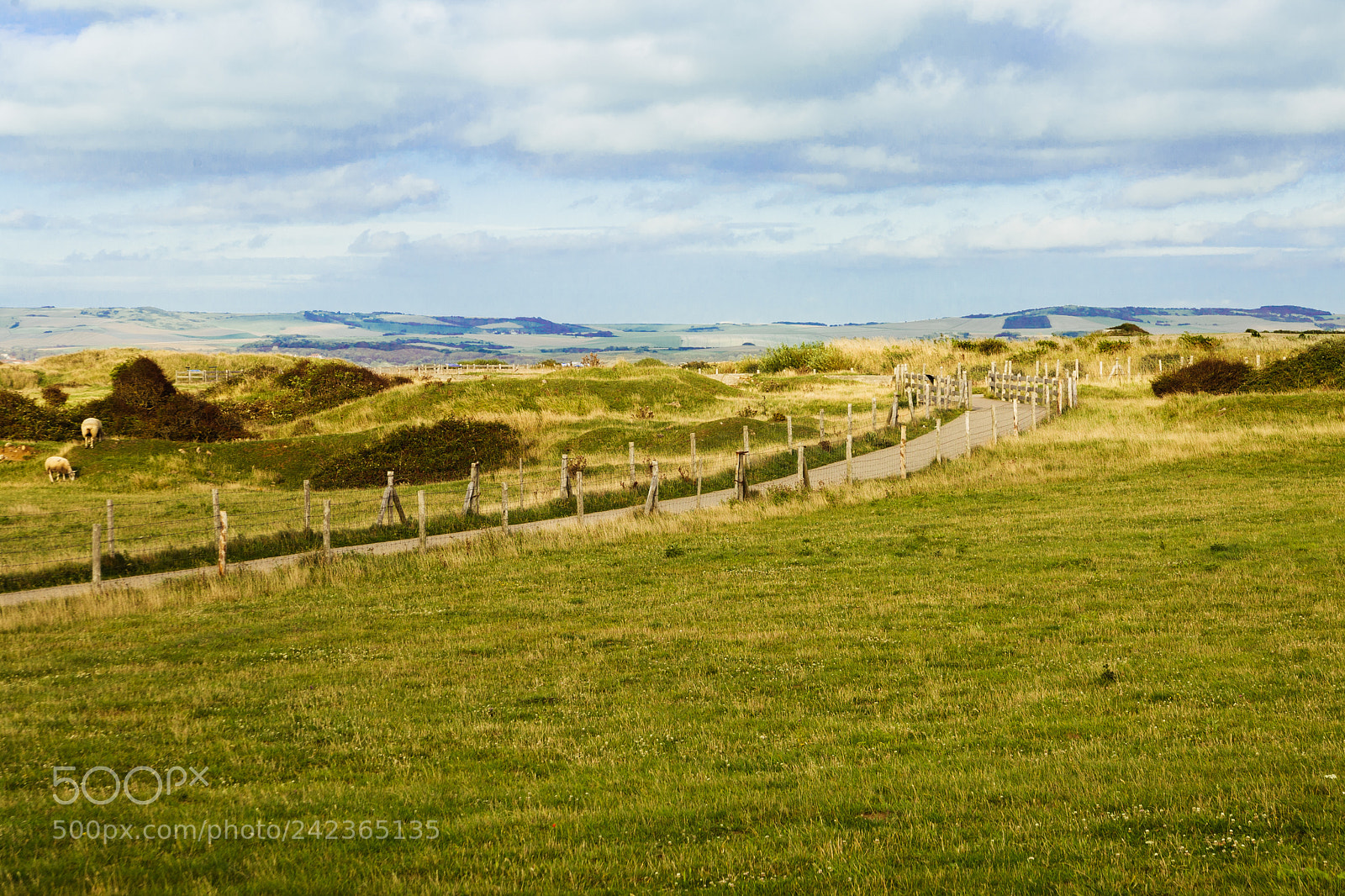 Canon EOS 5D sample photo. Path in green and photography
