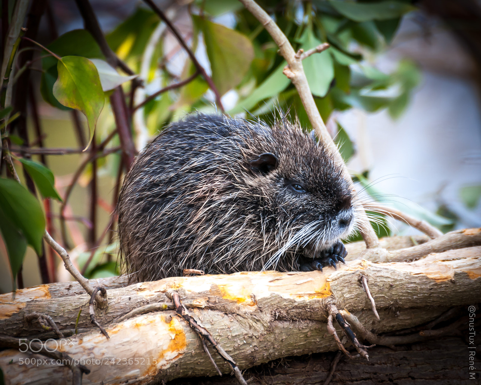 Nikon D300S sample photo. Just cute photography