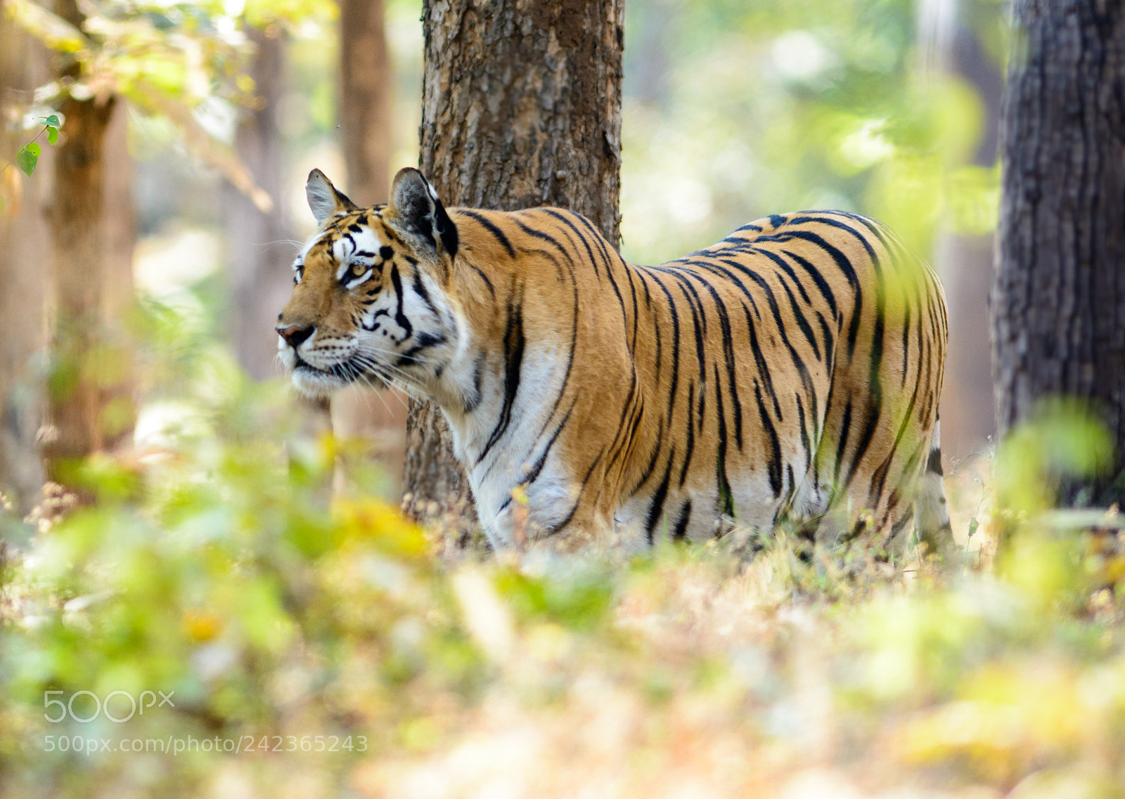 Nikon D7100 sample photo. Tigress photography