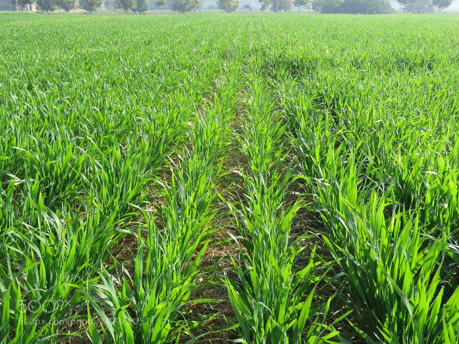 Canon PowerShot SX60 HS sample photo. Agri photography
