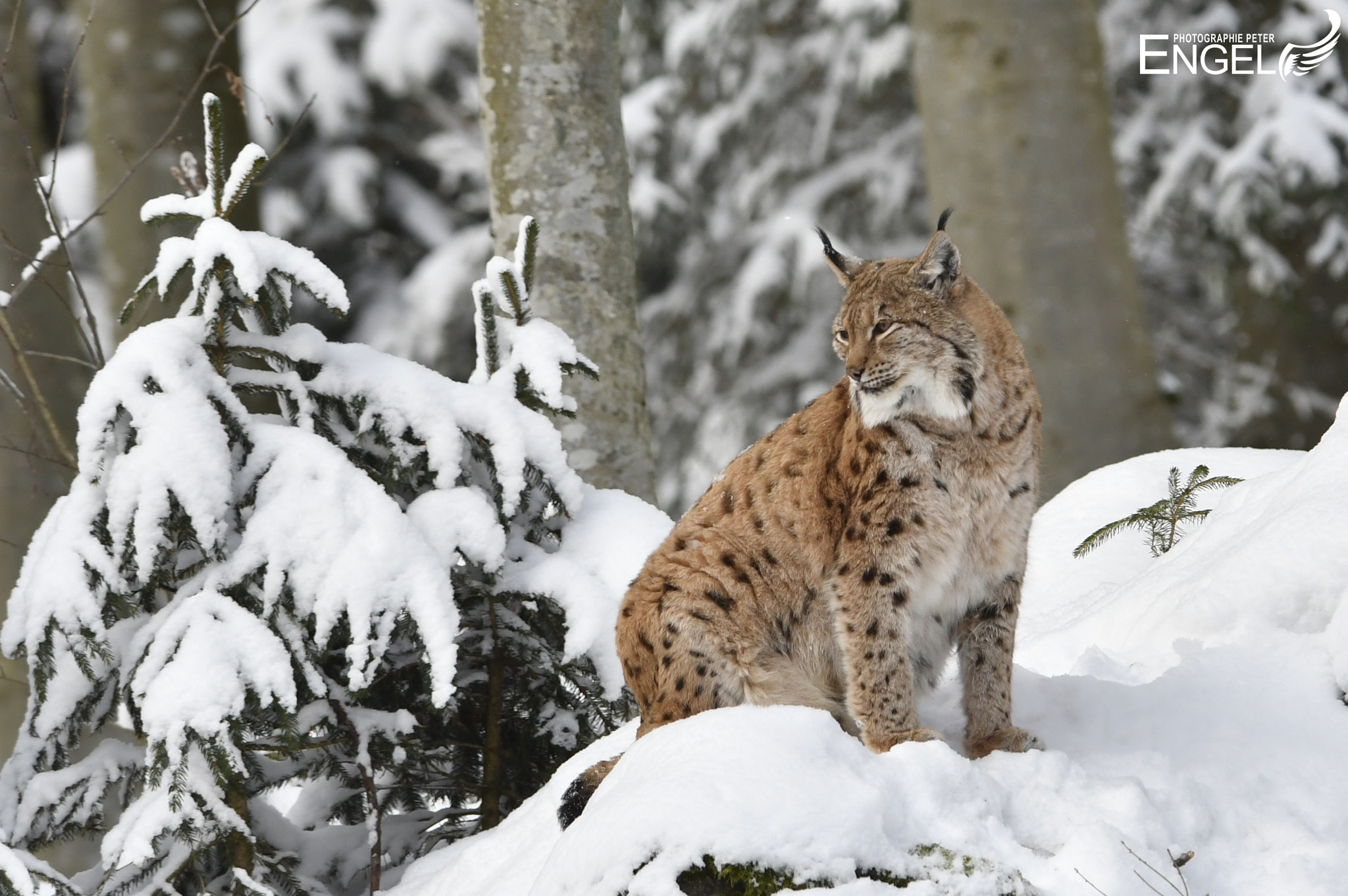 Nikon D500 sample photo. Lynx in snow photography