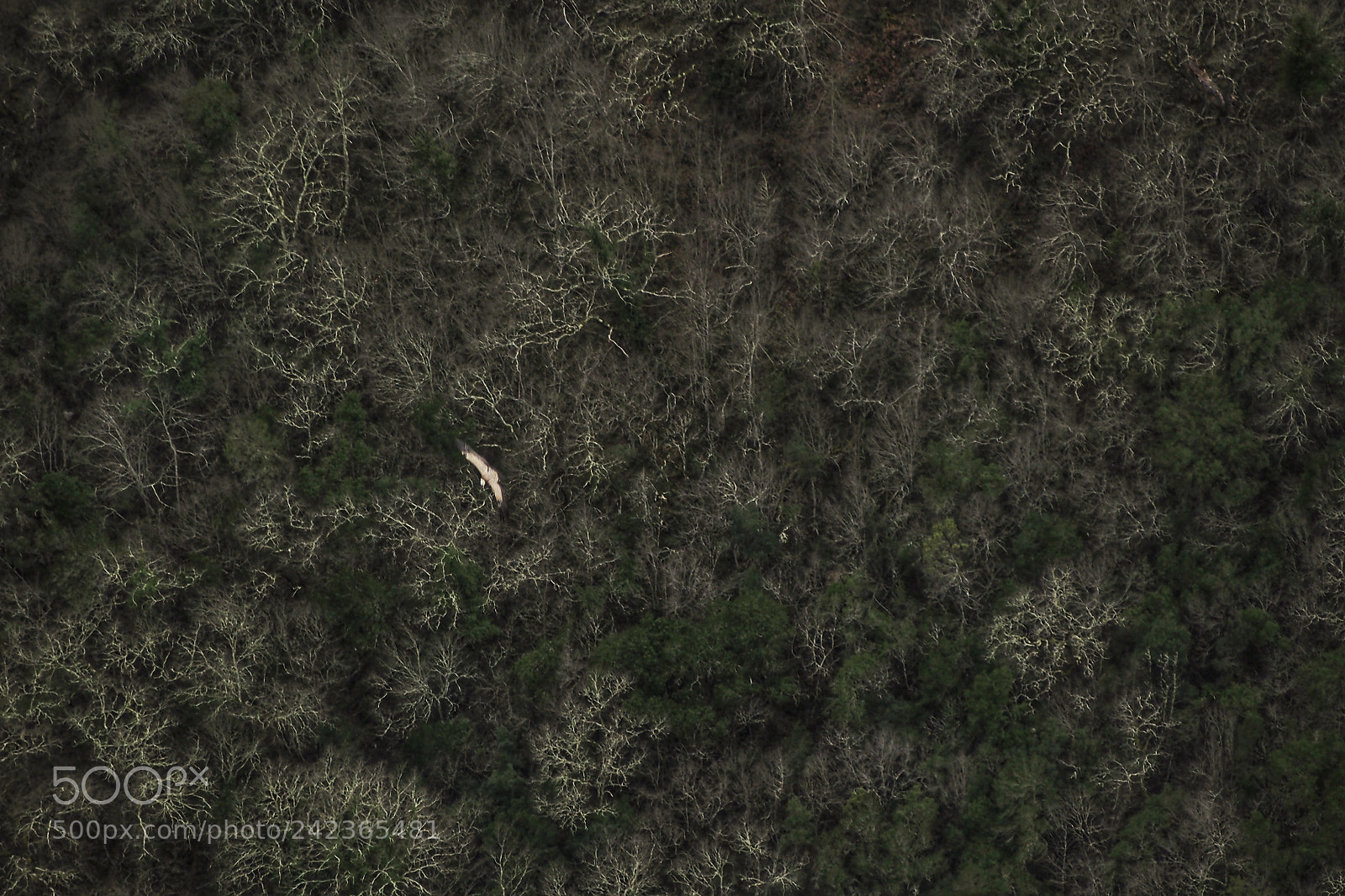Olympus OM-D E-M5 sample photo. Flying low photography