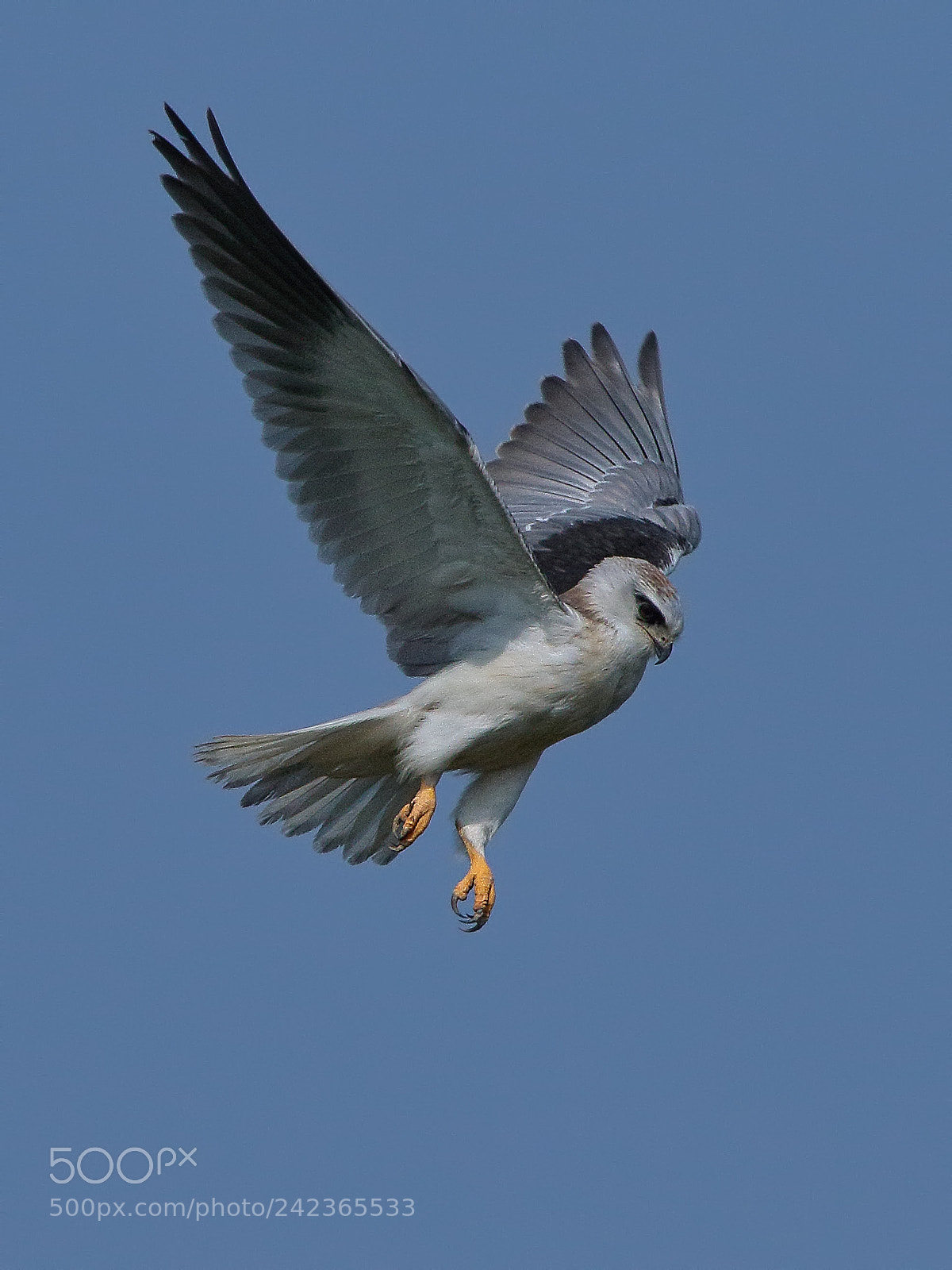 Canon EOS 7D Mark II sample photo. Black-shouldered kite photography