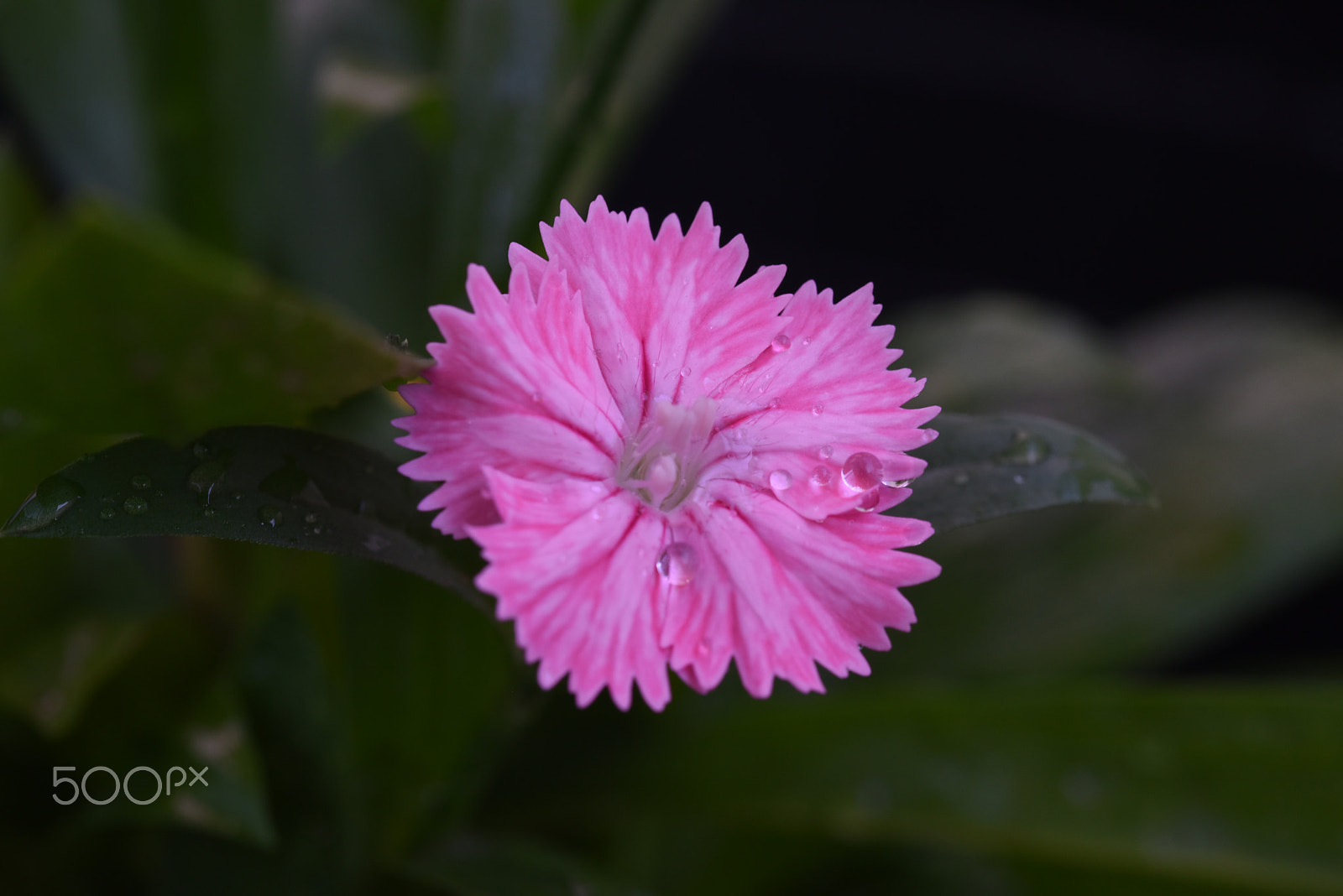 Sigma 105mm F2.8 EX DG OS HSM sample photo. Flower photography