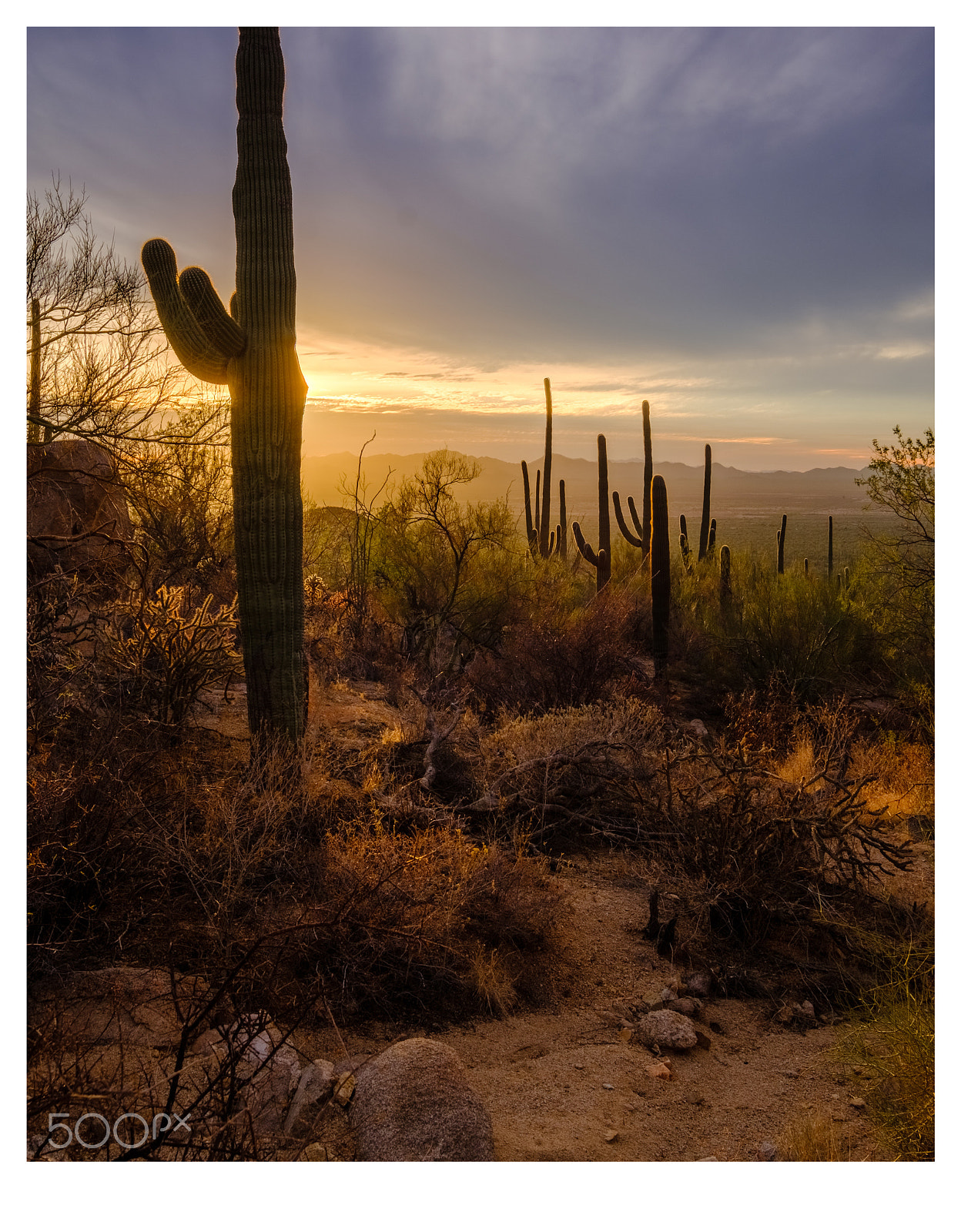 Fujifilm X-T2 sample photo. Saguaro national park photography