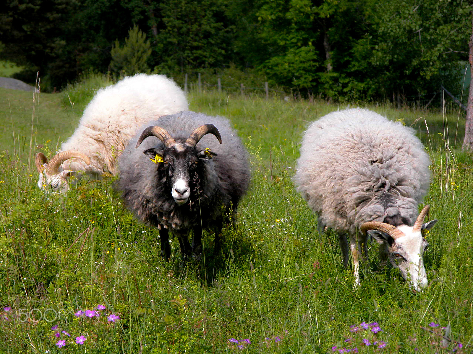 Nikon E5700 sample photo. Gute sheep from gotland. photography