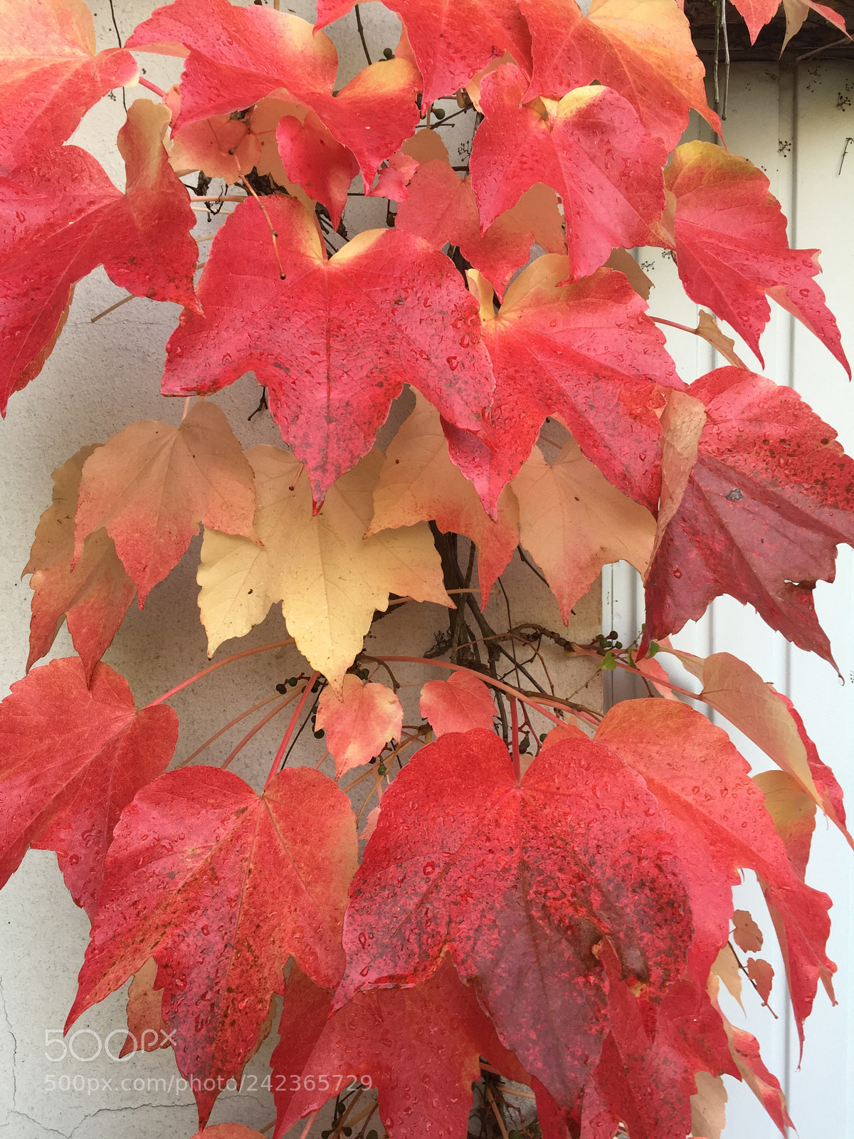 Apple iPhone 6 sample photo. Vine leaves photography