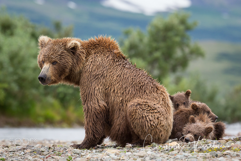 Canon EOS-1D X sample photo. Grizzly bears family along photography