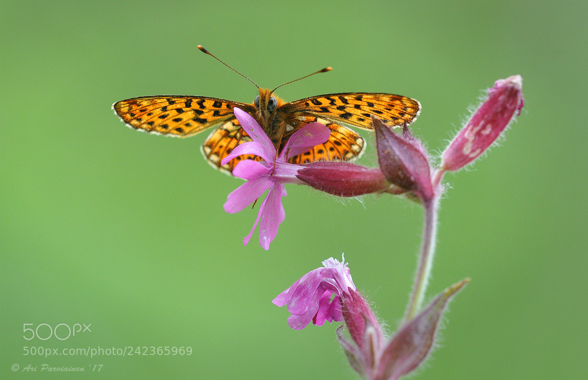 Nikon D300S sample photo. Pearl-bordered fritillary photography