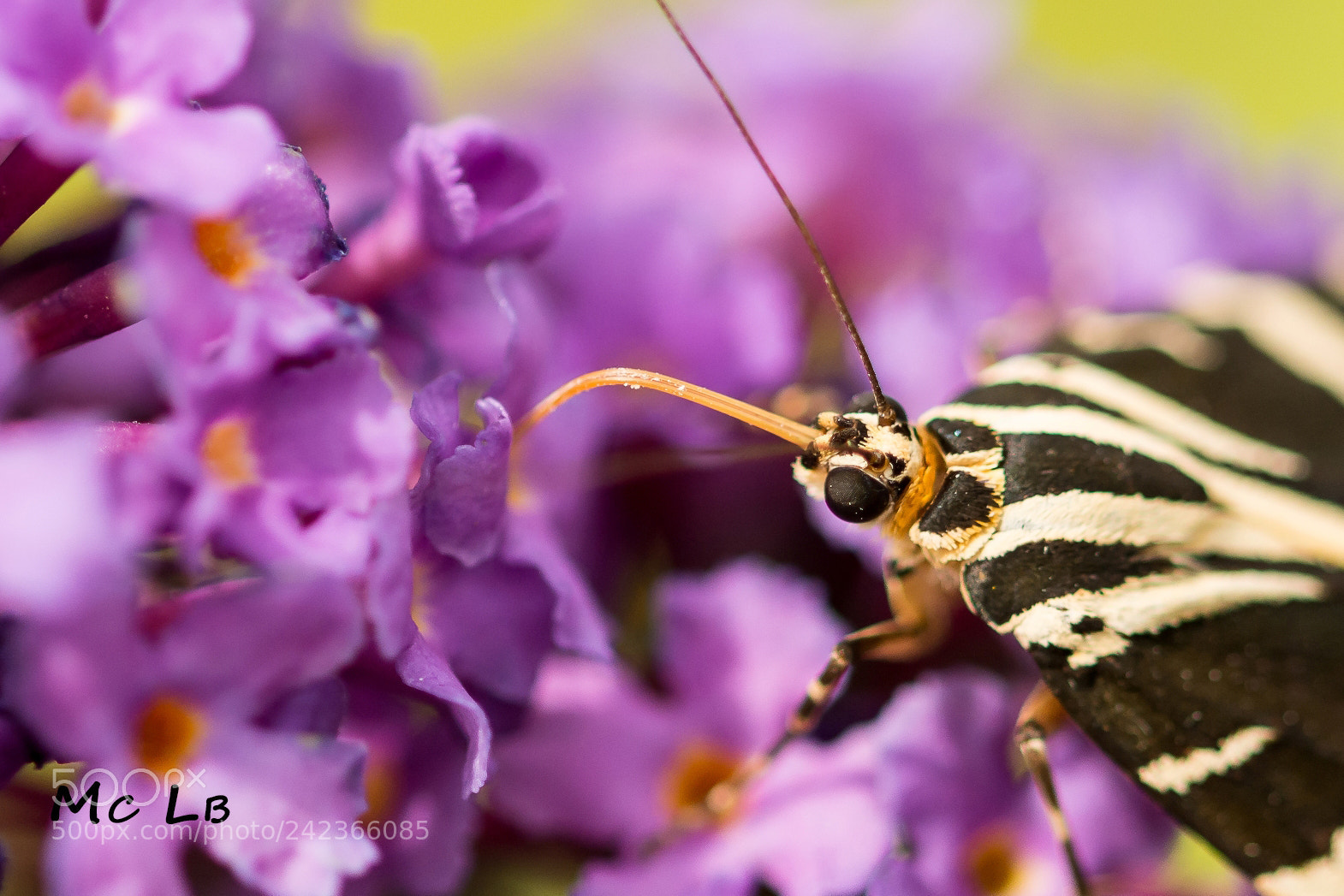 Nikon D7100 sample photo. Papillon " ecaille " photography