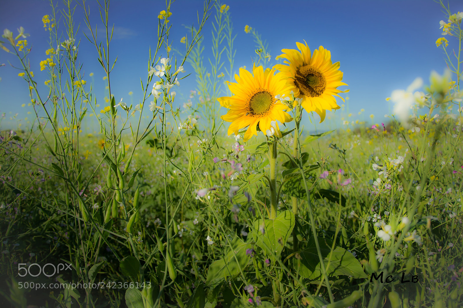 Nikon D7100 sample photo. Duo de tournesols photography