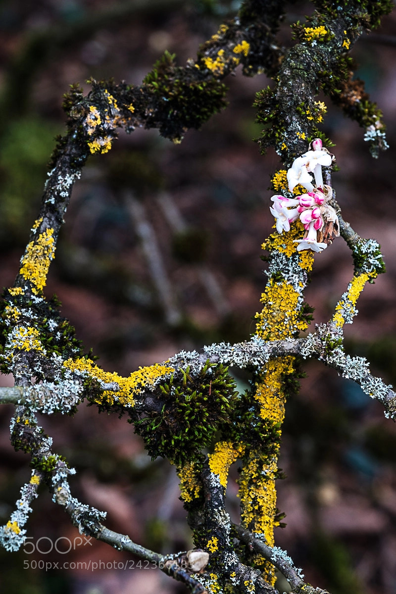 Fujifilm X-Pro2 sample photo. Beauty in nature photography