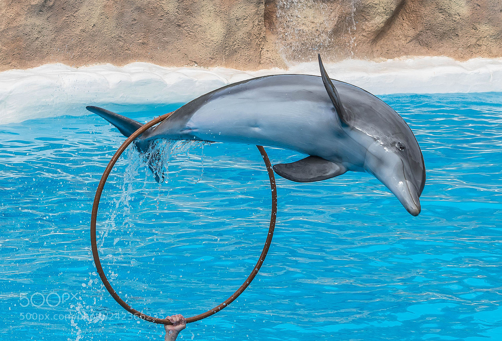 Sony a6300 sample photo. Dolphin photography
