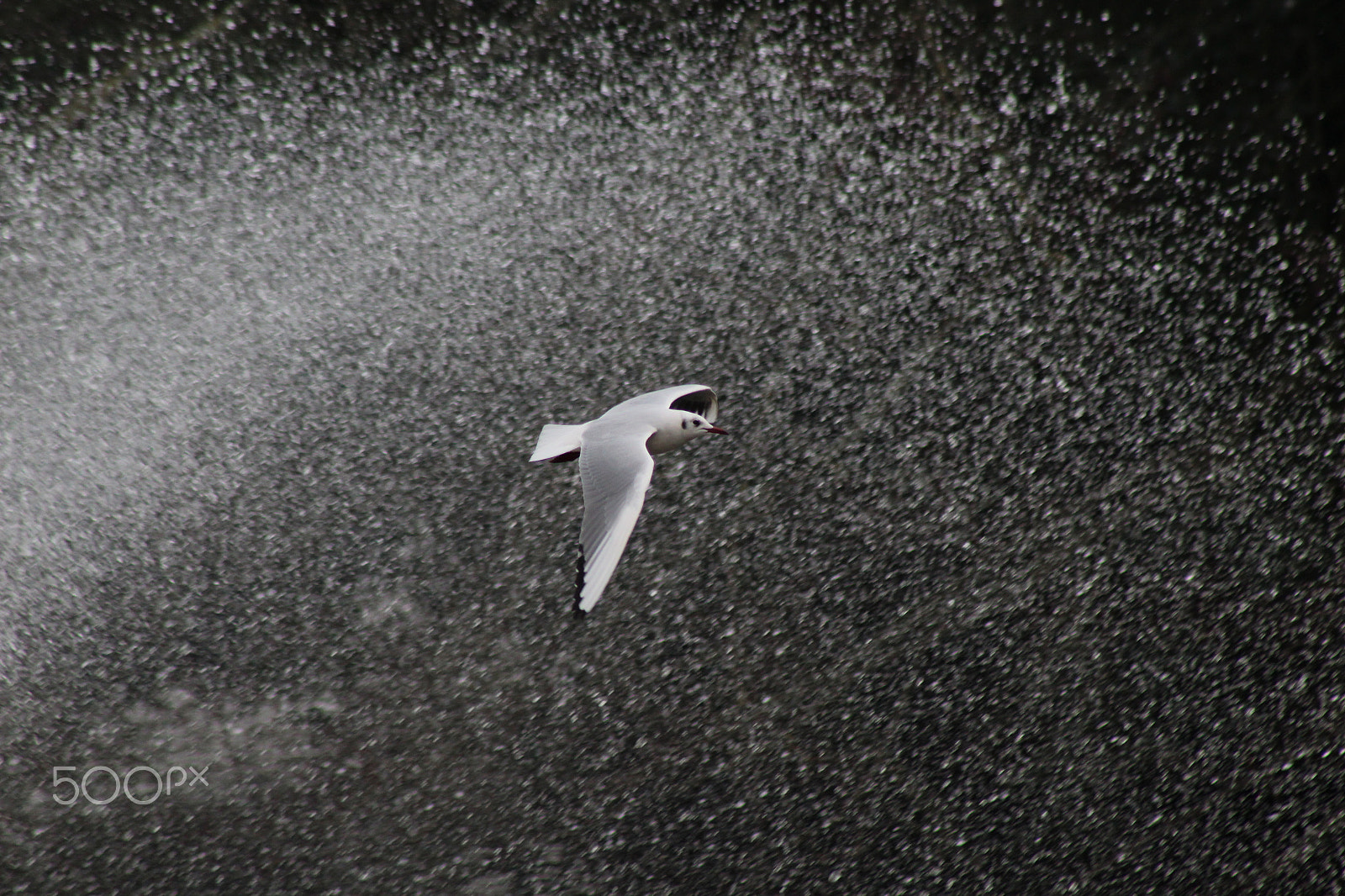 Canon EOS 1300D (EOS Rebel T6 / EOS Kiss X80) + EF75-300mm f/4-5.6 sample photo. Mouette photography