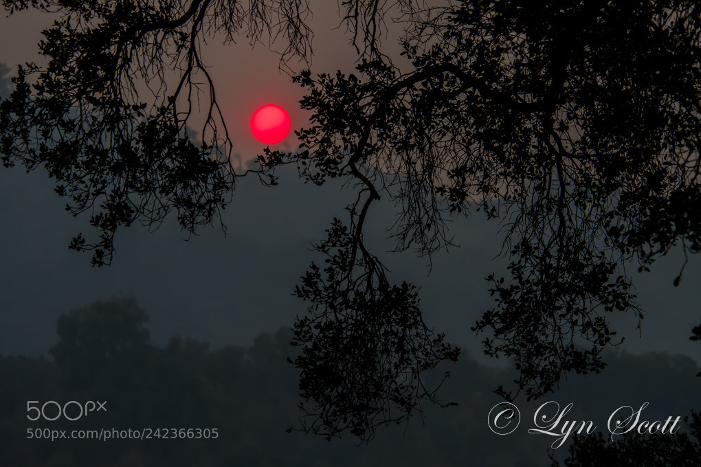 Nikon D500 sample photo. California sunset photography