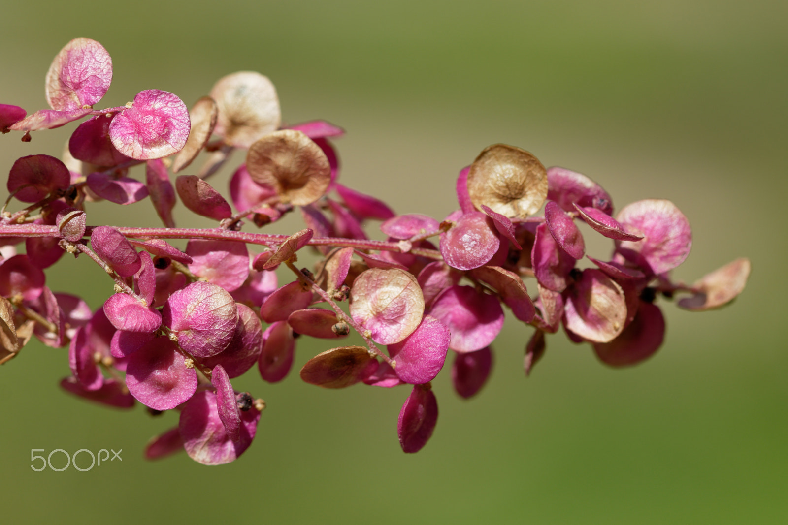 Canon EF 100mm F2.8 Macro USM sample photo. Fleur photography