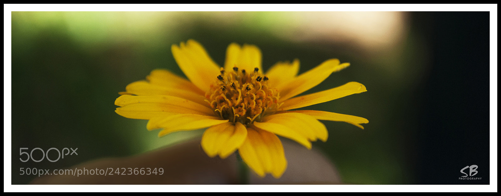 Nikon D60 sample photo. Sunflower blossom photography