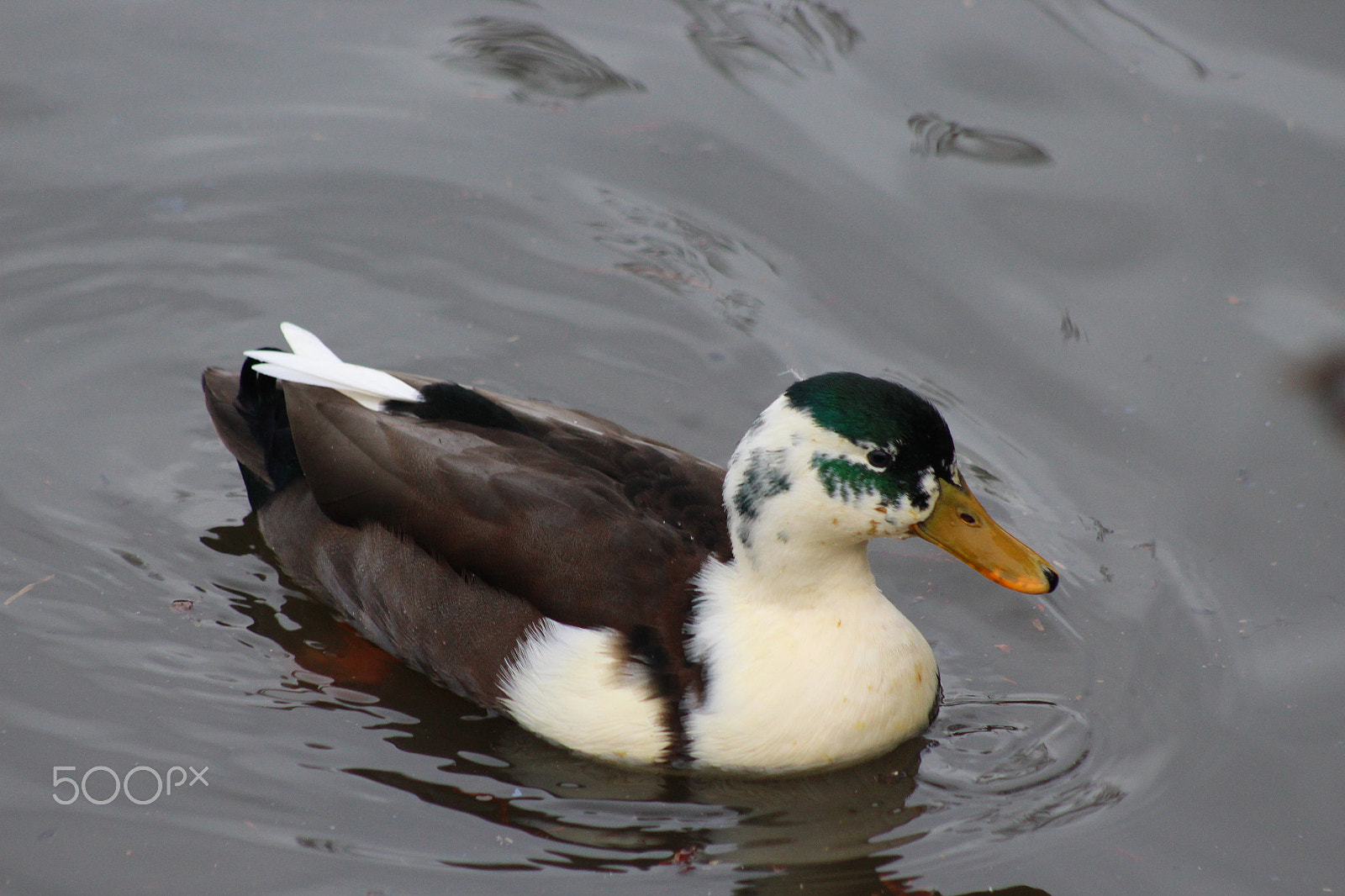Canon EOS 1300D (EOS Rebel T6 / EOS Kiss X80) + EF75-300mm f/4-5.6 sample photo. Canard photography