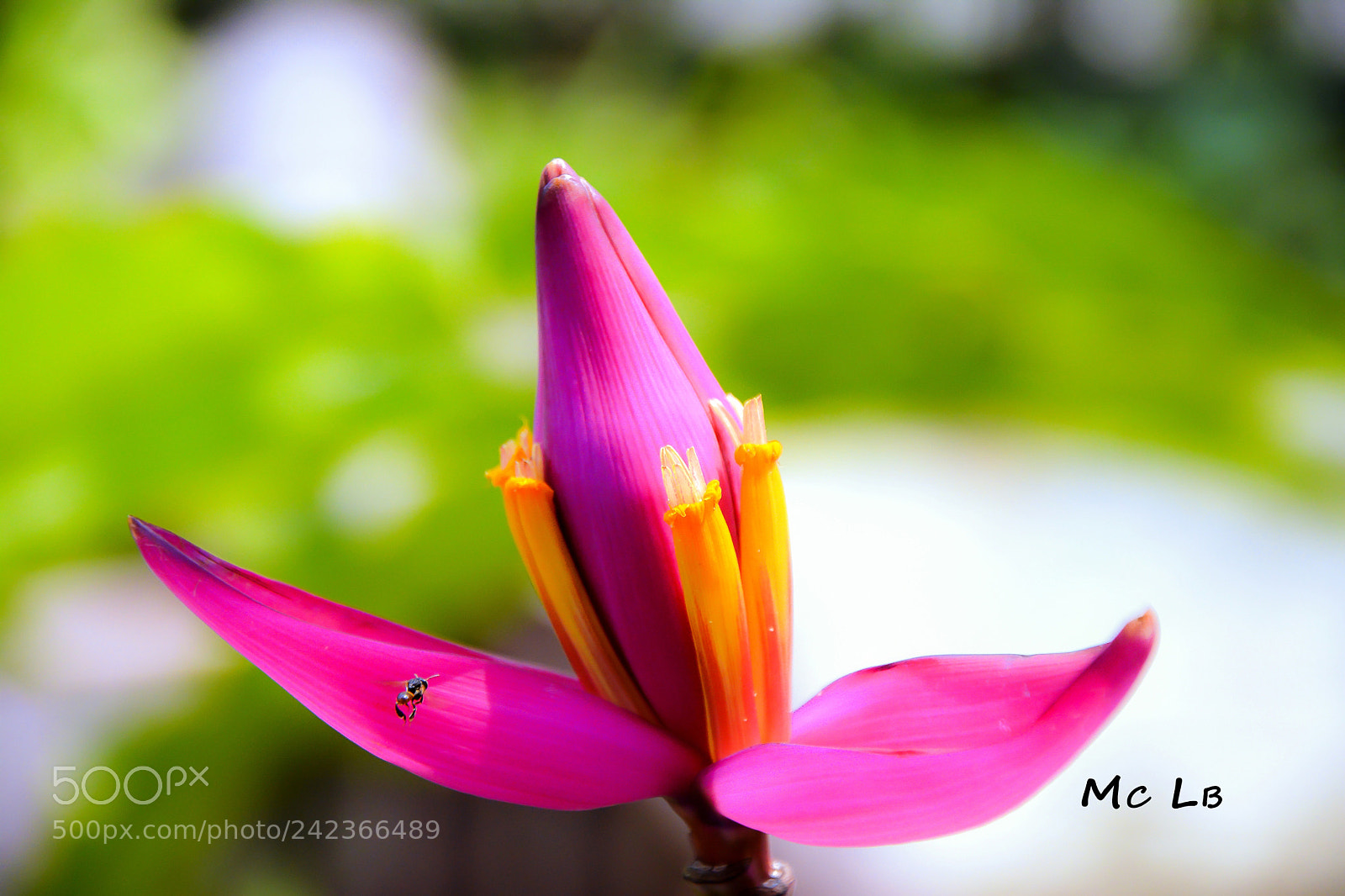 Nikon D7100 sample photo. Fleur de bannanier photography