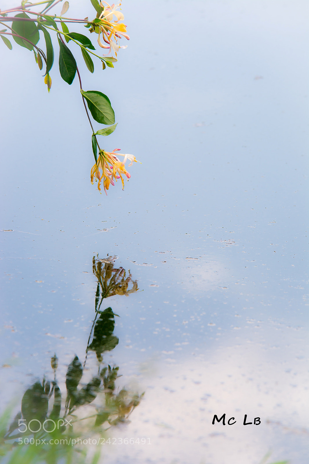 Nikon D7100 sample photo. Lonicera halliana photography