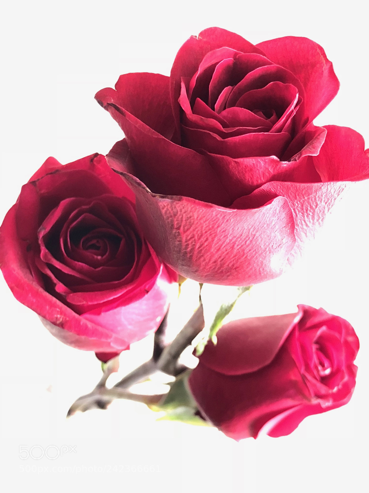 Apple iPhone 8 Plus sample photo. Roses for you... photography