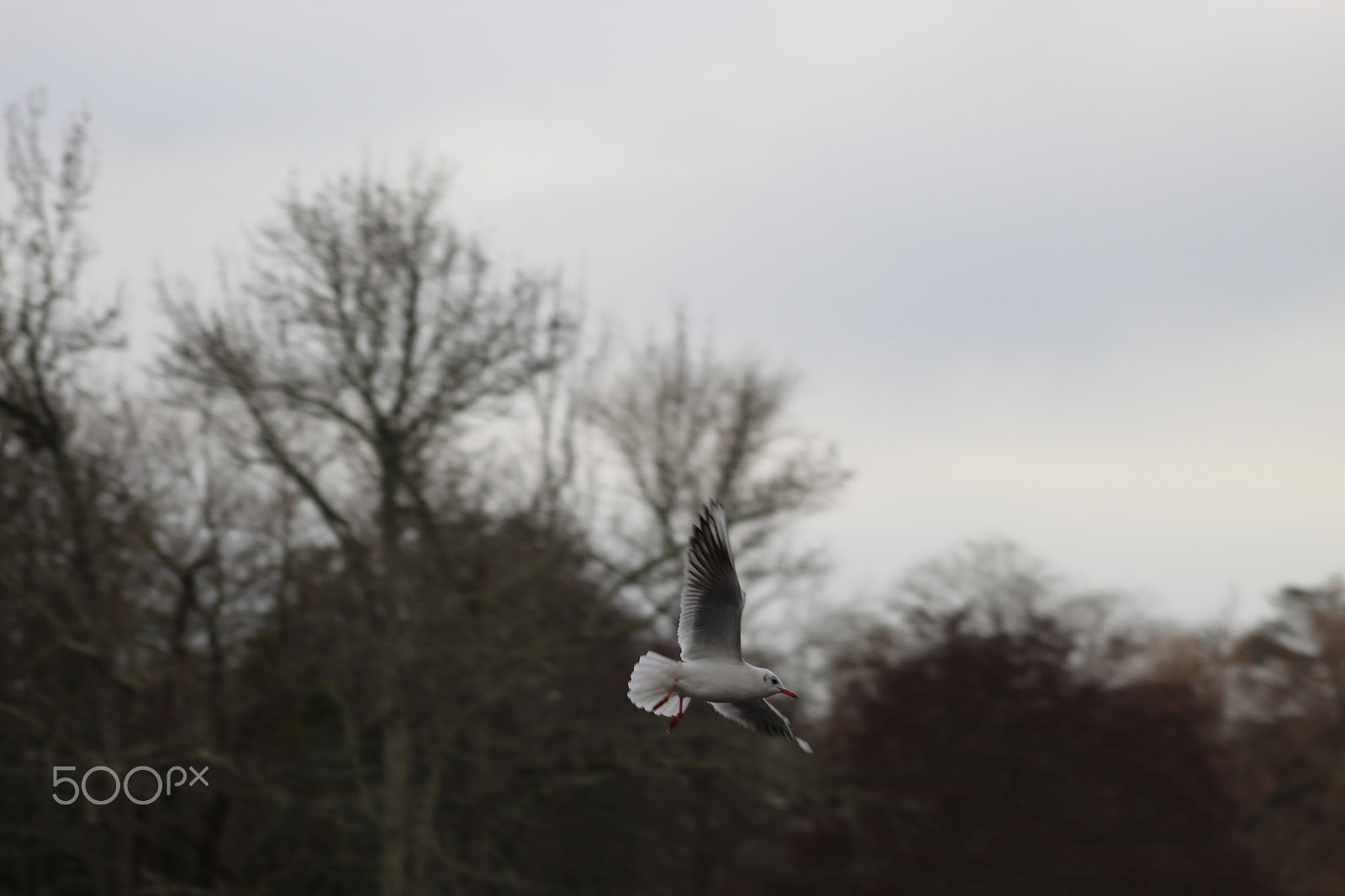 Canon EOS 1300D (EOS Rebel T6 / EOS Kiss X80) + EF75-300mm f/4-5.6 sample photo. Mouette photography