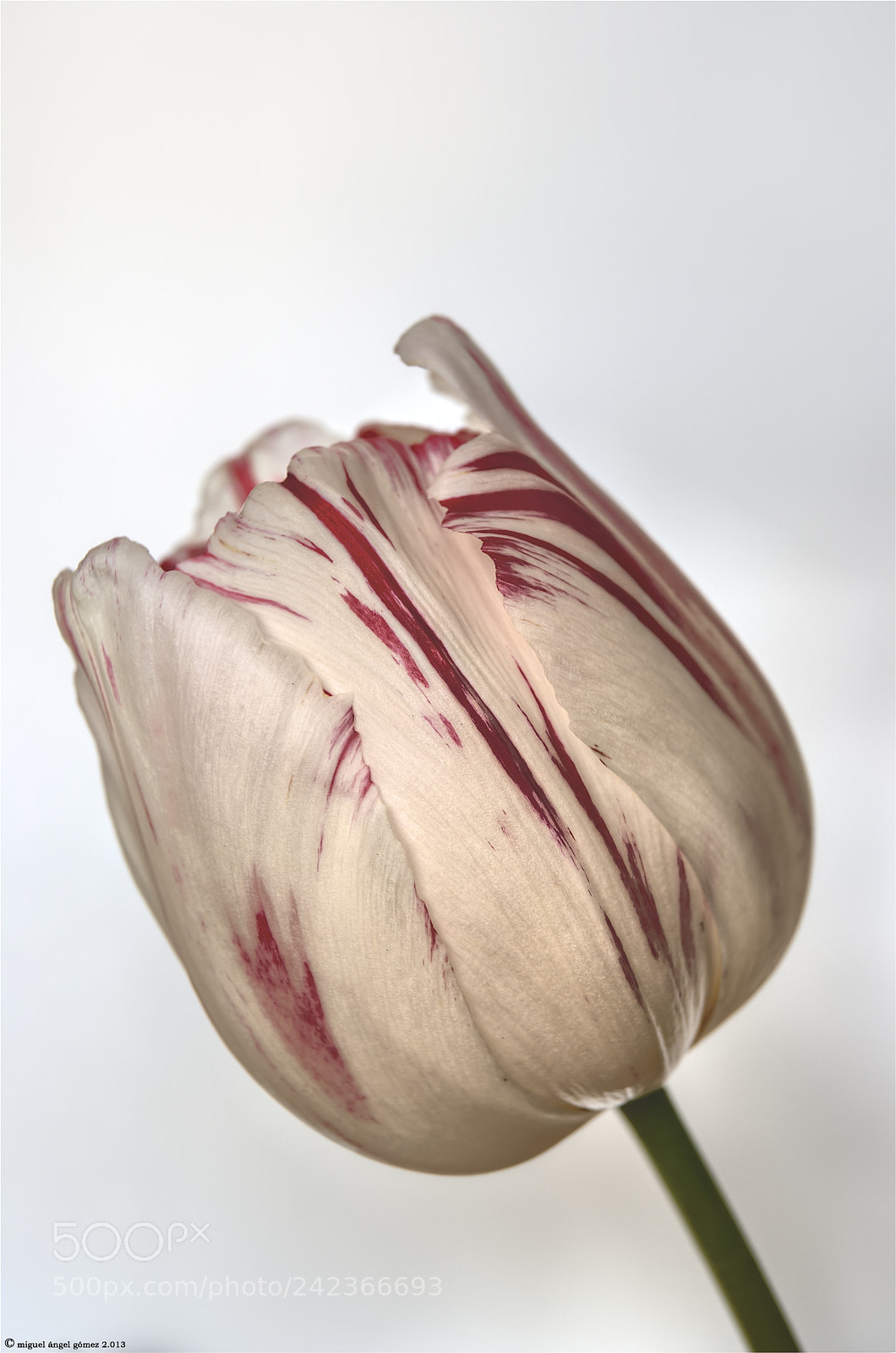 Sony Alpha DSLR-A330 sample photo. 2013_tulip_19 photography