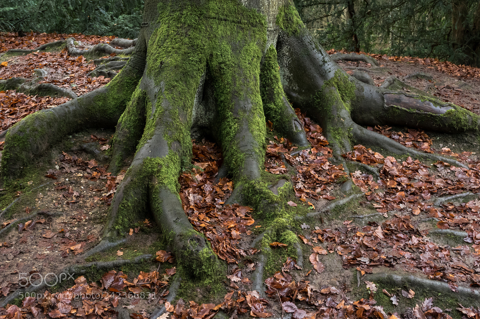 Pentax K-3 II sample photo. Treefingers photography