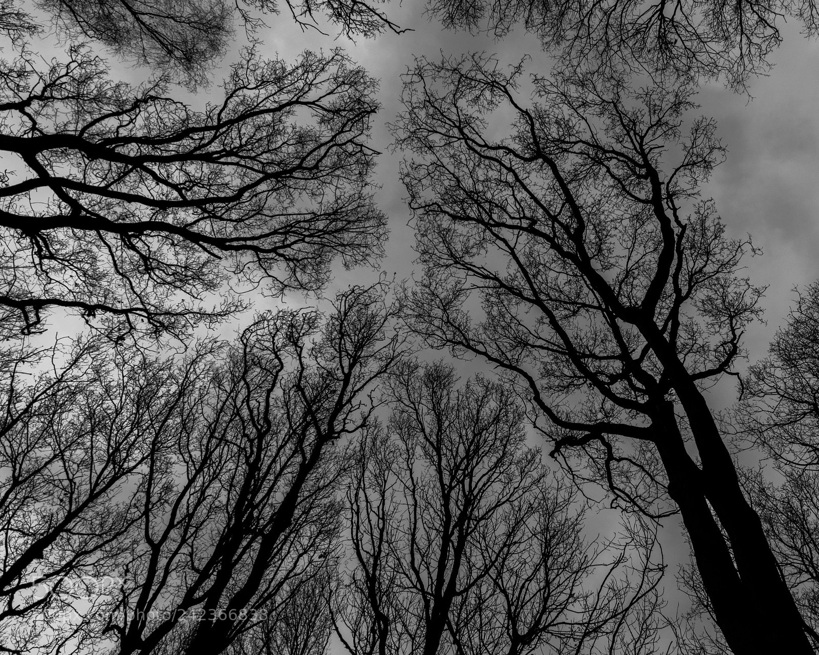 Pentax K-3 II sample photo. A worm's eye view photography