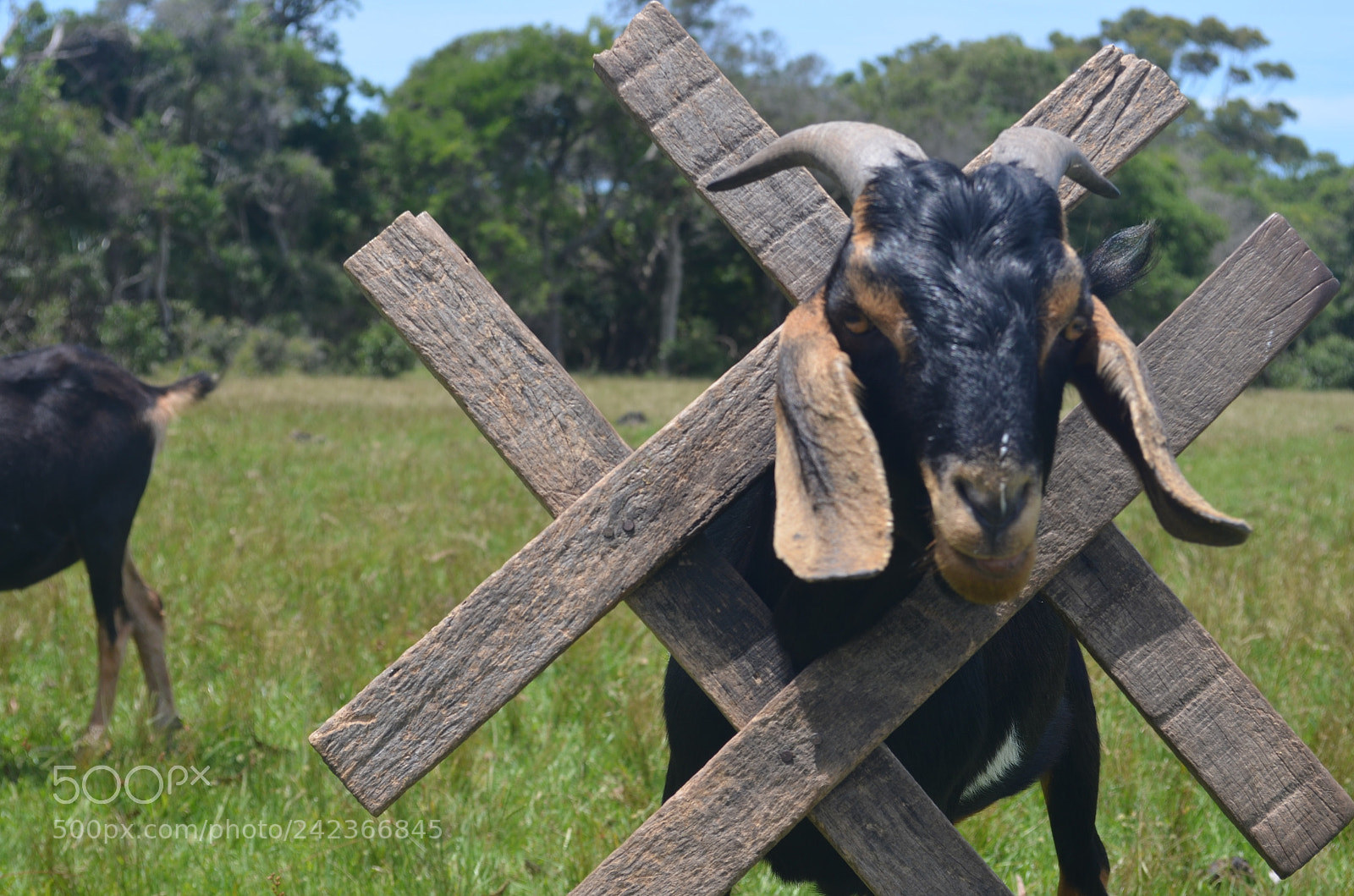 Nikon D5100 sample photo. The hashtag goat photography