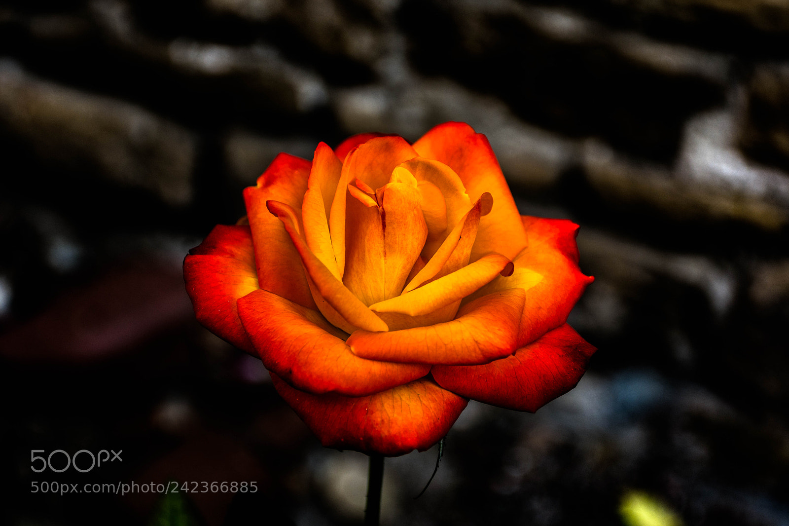 Nikon D7200 sample photo. Rose, what a beauty photography