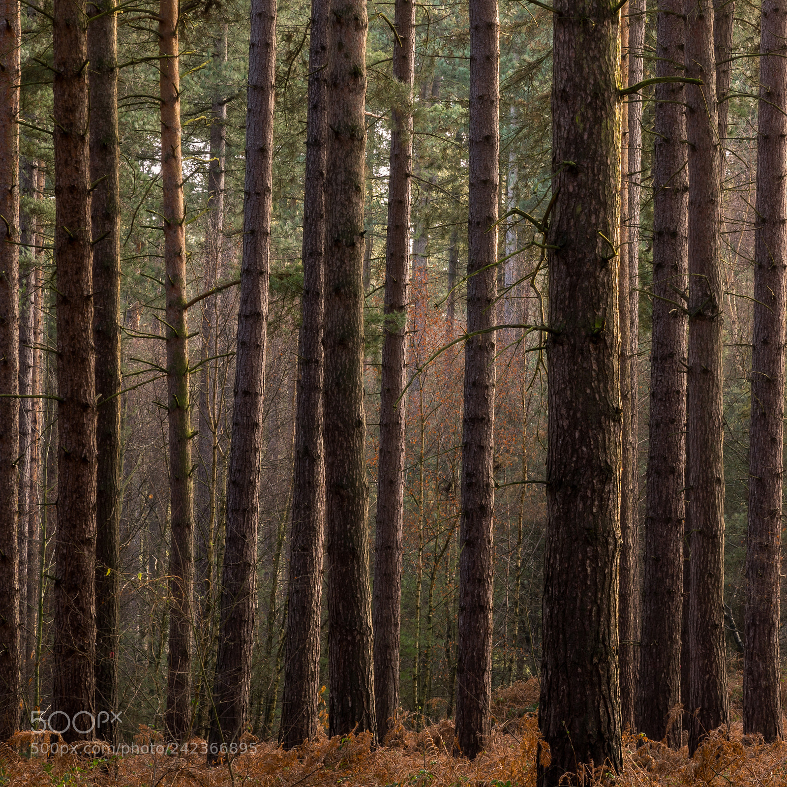 Pentax K-3 II sample photo. Into the forest photography