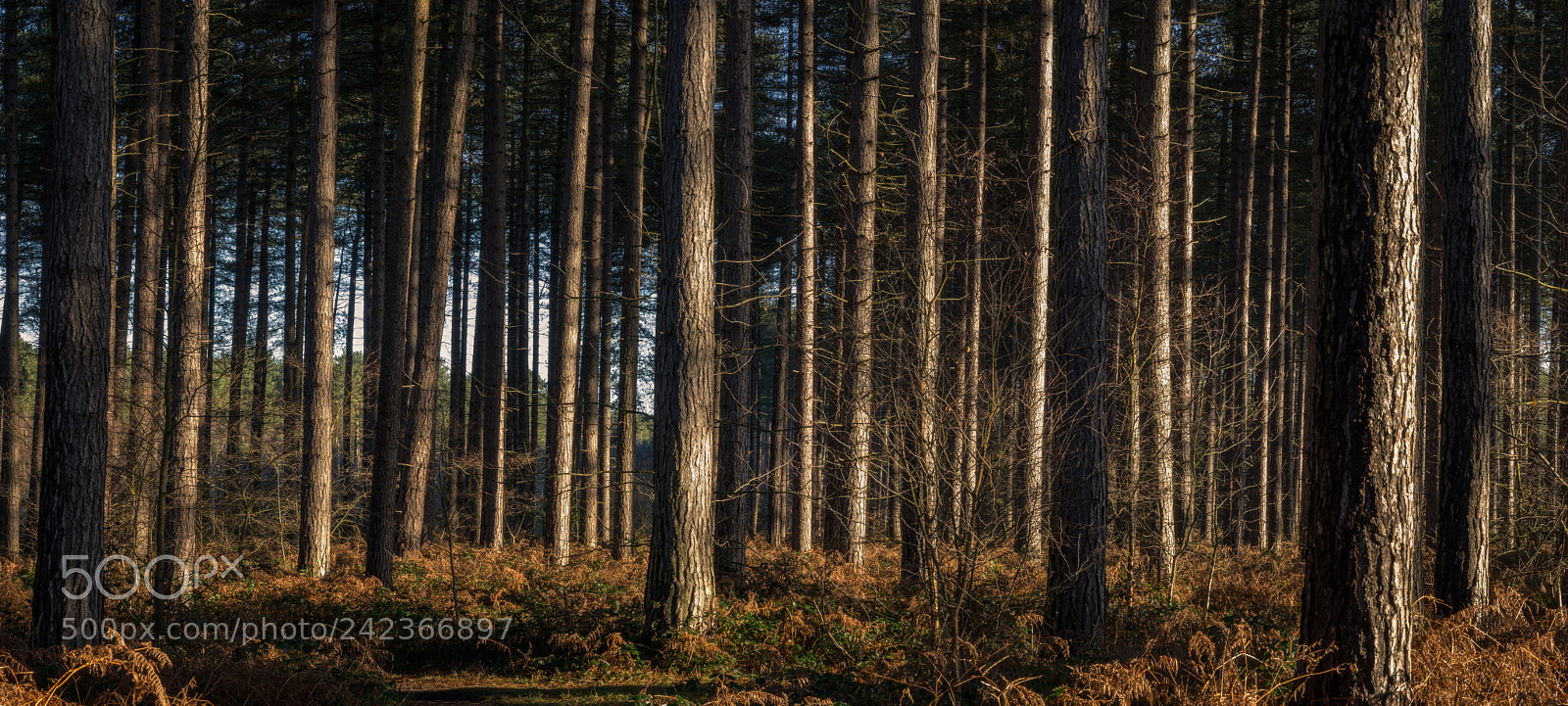 Pentax K-3 II sample photo. Panorama photography