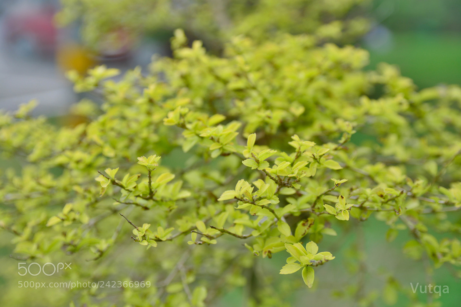 Nikon D7100 sample photo. Green life photography