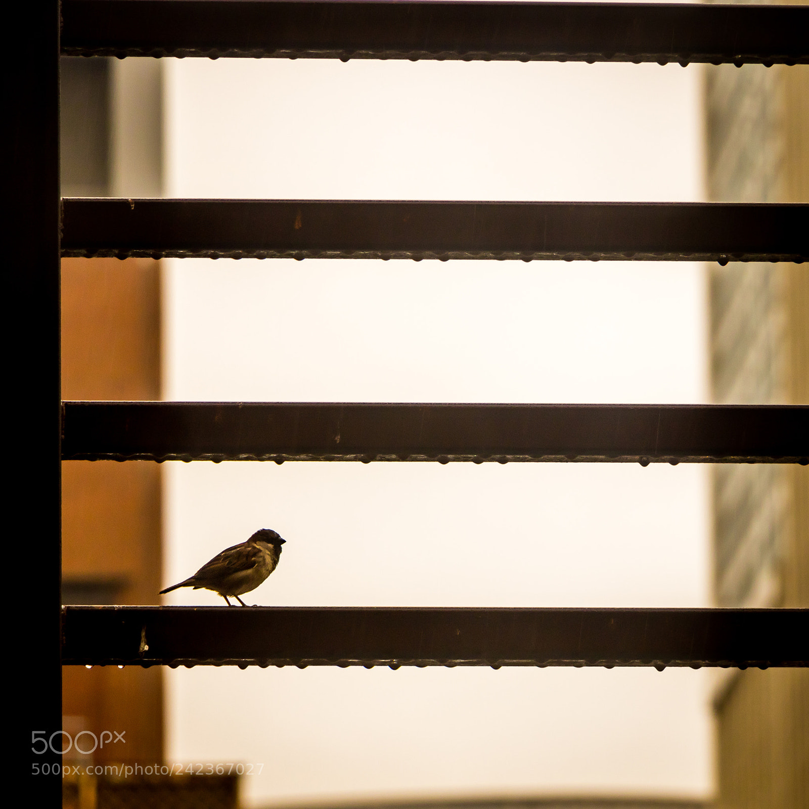 Canon EOS 760D (EOS Rebel T6s / EOS 8000D) sample photo. Birds in the morning photography