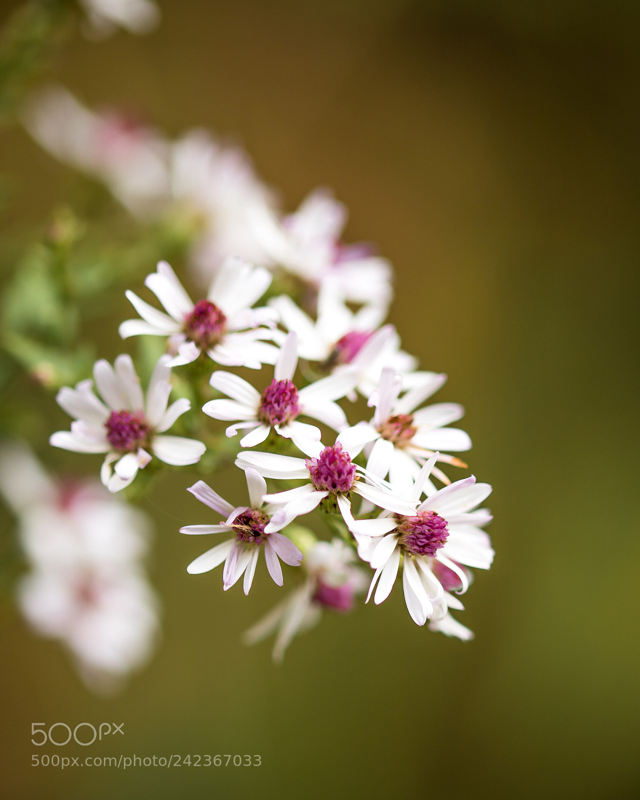 Canon EOS 760D (EOS Rebel T6s / EOS 8000D) sample photo. Lavender flowers photography