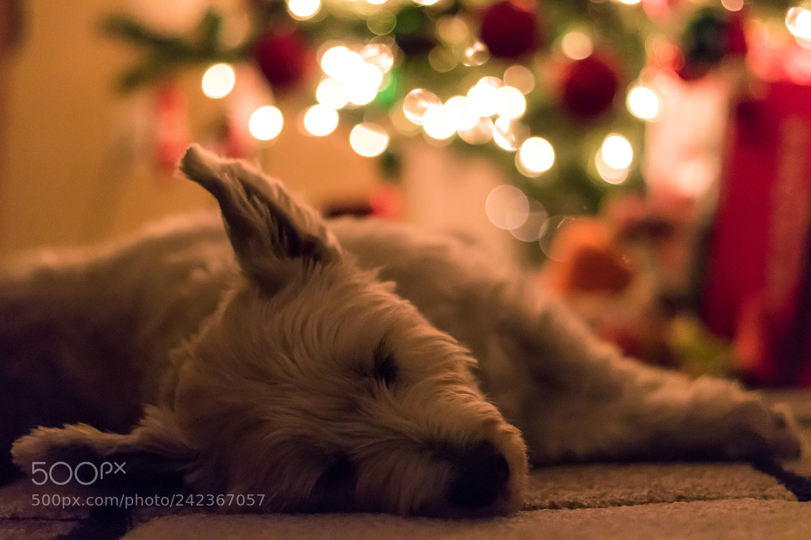Canon EOS 760D (EOS Rebel T6s / EOS 8000D) sample photo. Winter westie photography