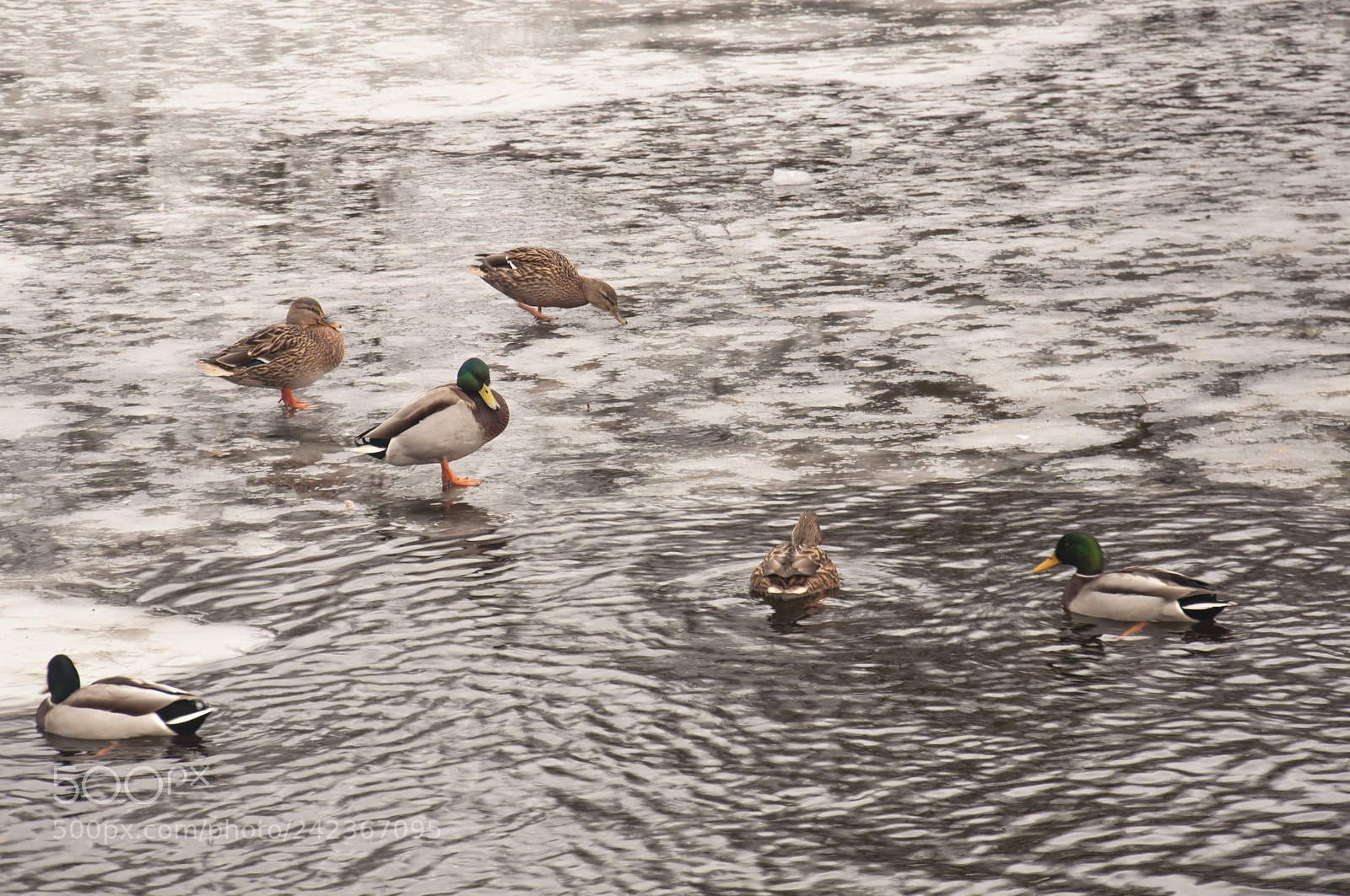 Nikon D90 sample photo. Ducks in pond photography