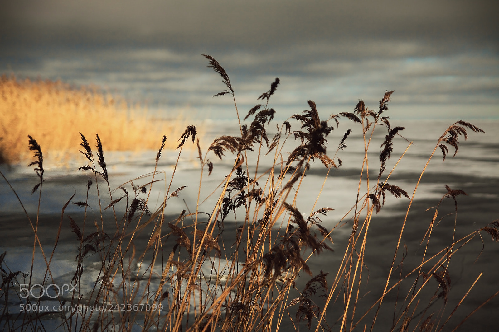Canon EOS 50D sample photo. Img photography