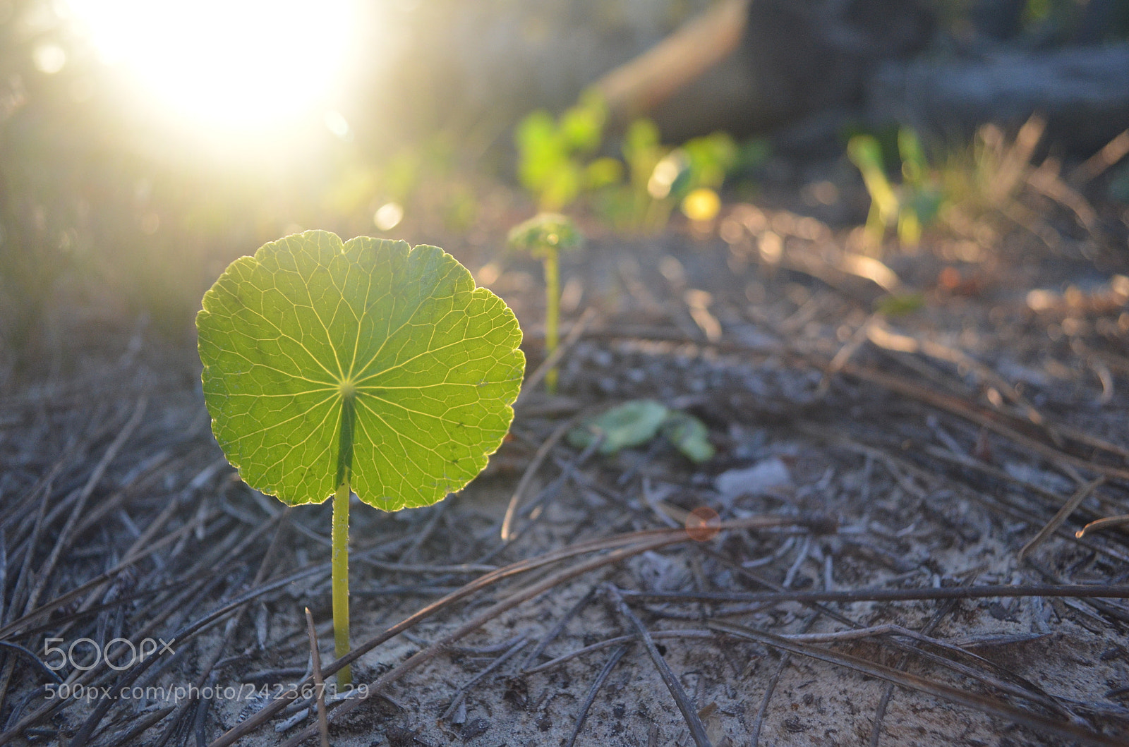 Nikon D5100 sample photo. Uy () photography